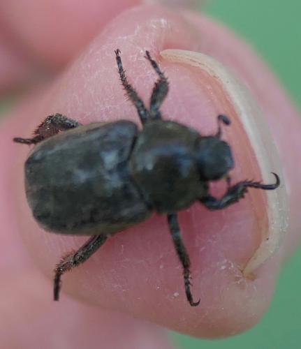 Réf. 324 399 : Hoplia sp.